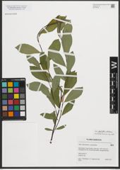 Foto von Salix phylicifolia L. x Salix starkeana Willd.